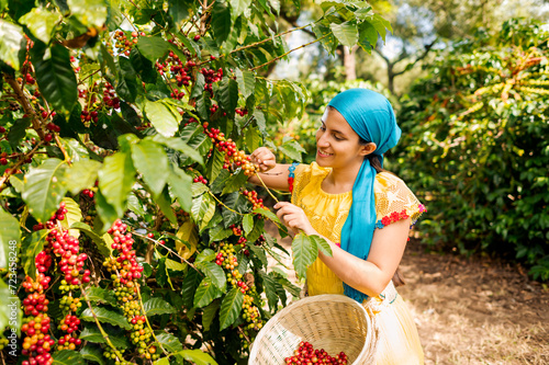 Guatemalan woman cuts coffee beans from a beautiful coffee tree.