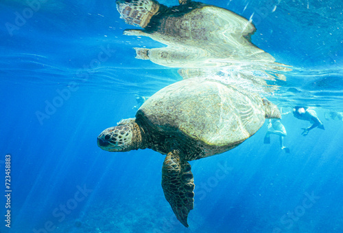 Hawaiian Green Sea Turtle Swimming in Hawaiian Ocean Water