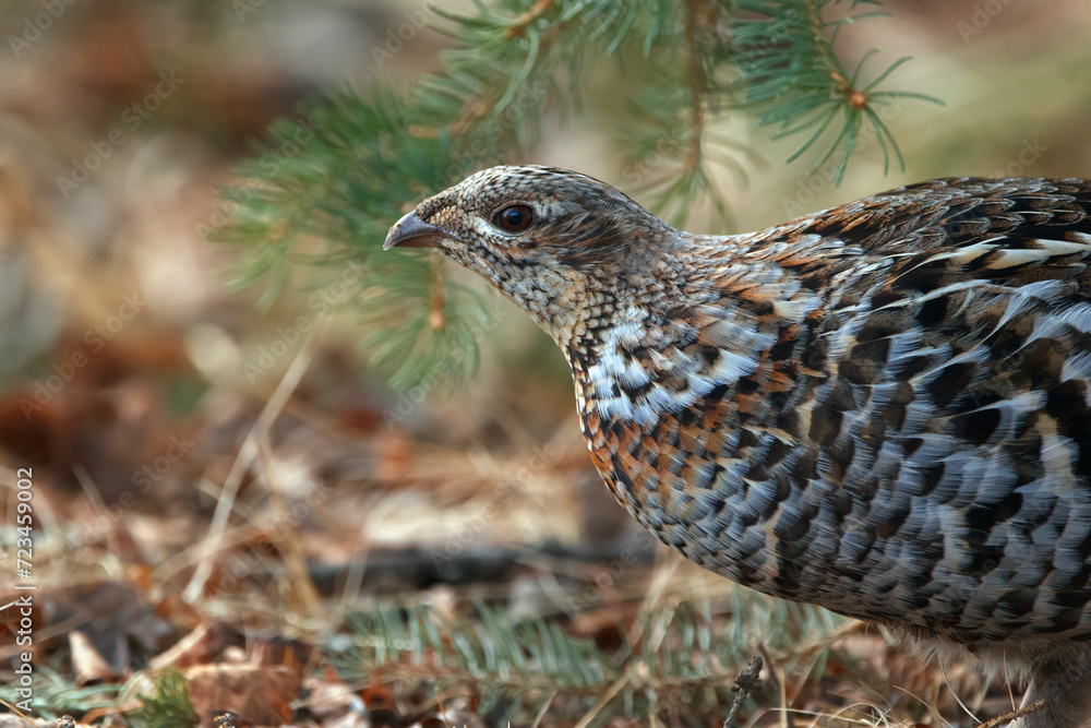 Ruffed grouse hen is walking under the tree in the spring woods. Ruffed grouse hen is walking under the tree in the spring woods.