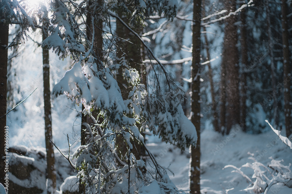 Snowy winter forest in sunny day, hoarfrost, snow and ice on tree trunks and branches Snowy winter forest in sunny day, hoarfrost, snow and ice on tree trunks and branches