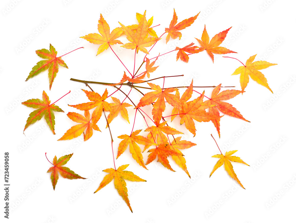 Collection autumn japanese maple leaf isolated on white background. Flat lay, top view Collection autumn japanese maple leaf isolated on white background. Flat lay, top view