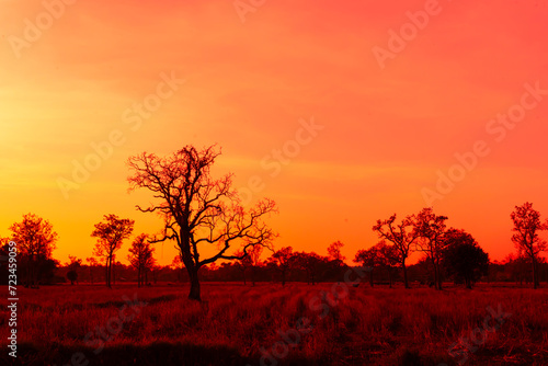 Amazing sunset and sunrise.Panorama silhouette tree on africa.Dark tree on open field dramatic sunrise.Safari theme.