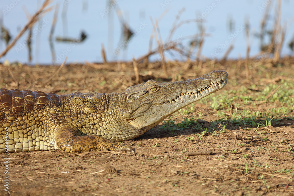 Obraz premium Nilkrokodil / Nile crocodile / Crocodylus niloticus