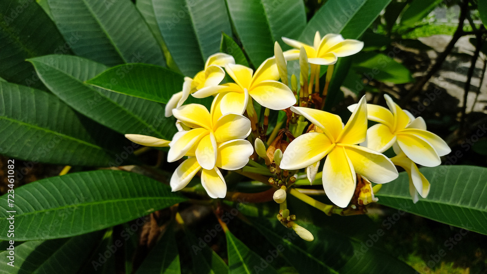 Yellow frangipani flowers bloom on the branches. Yellow frangipani flowers bloom on the branches.