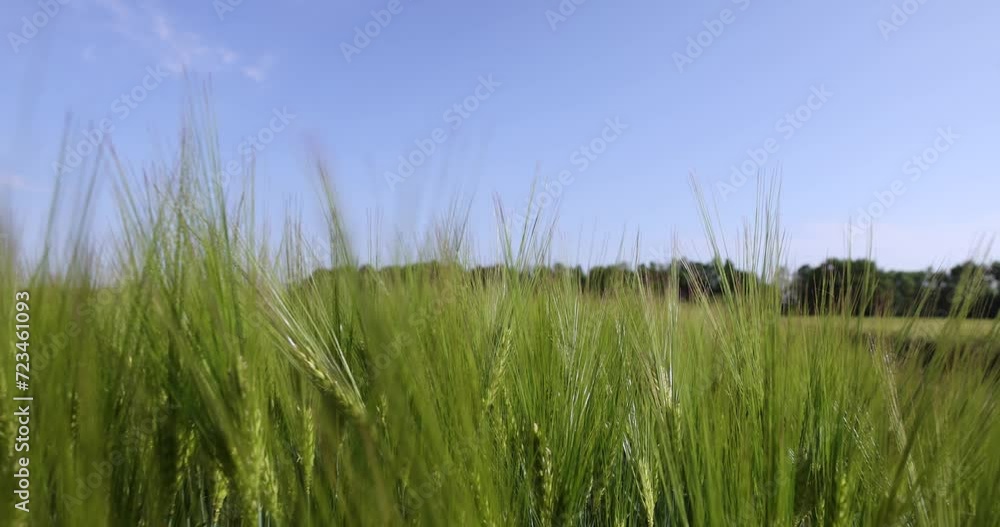 agricultural field with green cereals in summer, field with green rye agricultural field with green cereals in summer, field with green rye