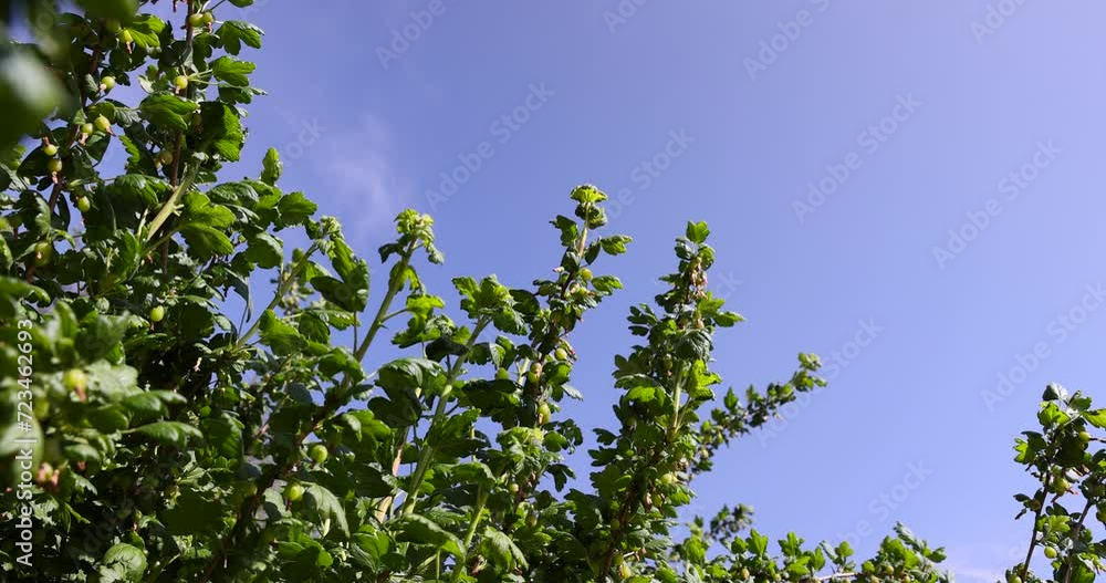 green berries on gooseberry bushes against a blue sky background, green foliage and unripe gooseberry fruits green berries on gooseberry bushes against a blue sky background, green foliage and unripe gooseberry fruits