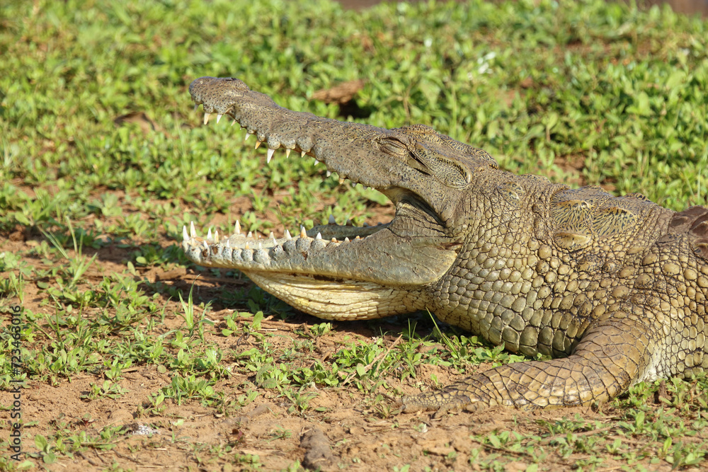 Fototapeta premium Nilkrokodil / Nile crocodile / Crocodylus niloticus..