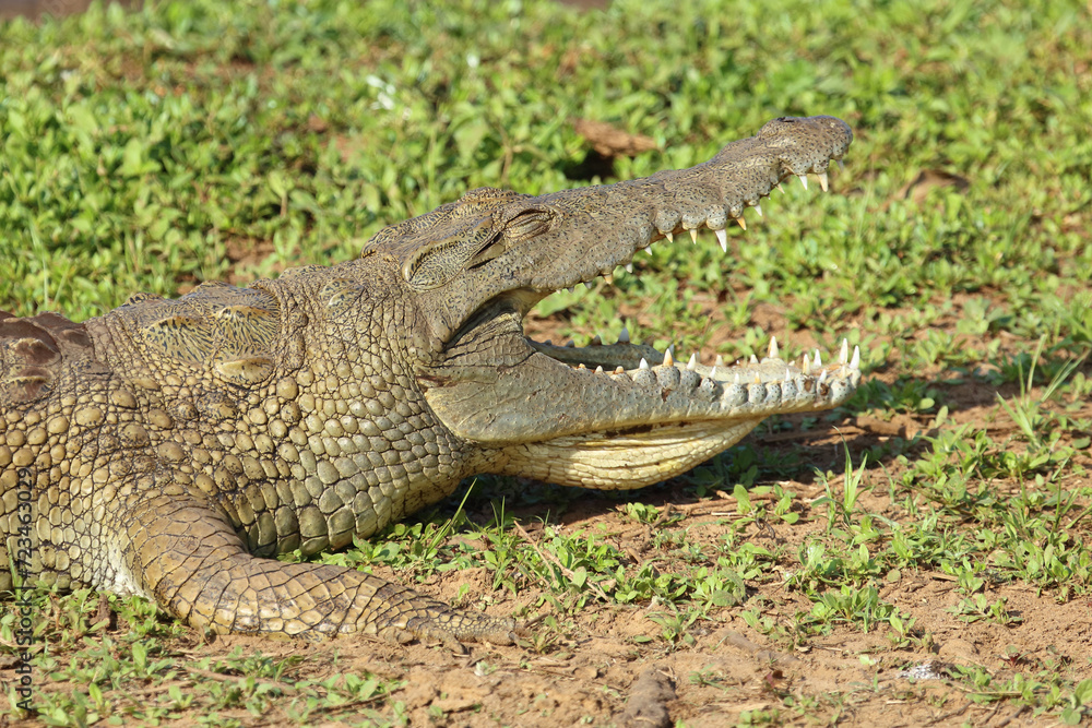 Fototapeta premium Nilkrokodil / Nile crocodile / Crocodylus niloticus..