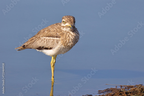 Wassertriel / Water thick-knee / Burhinus vermiculatus. photo