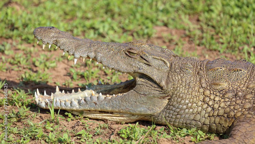 Obraz premium Nilkrokodil / Nile crocodile / Crocodylus niloticus..