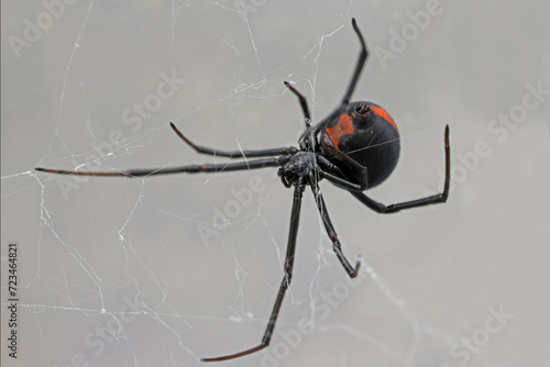 Australian Redback Spider spinning web
