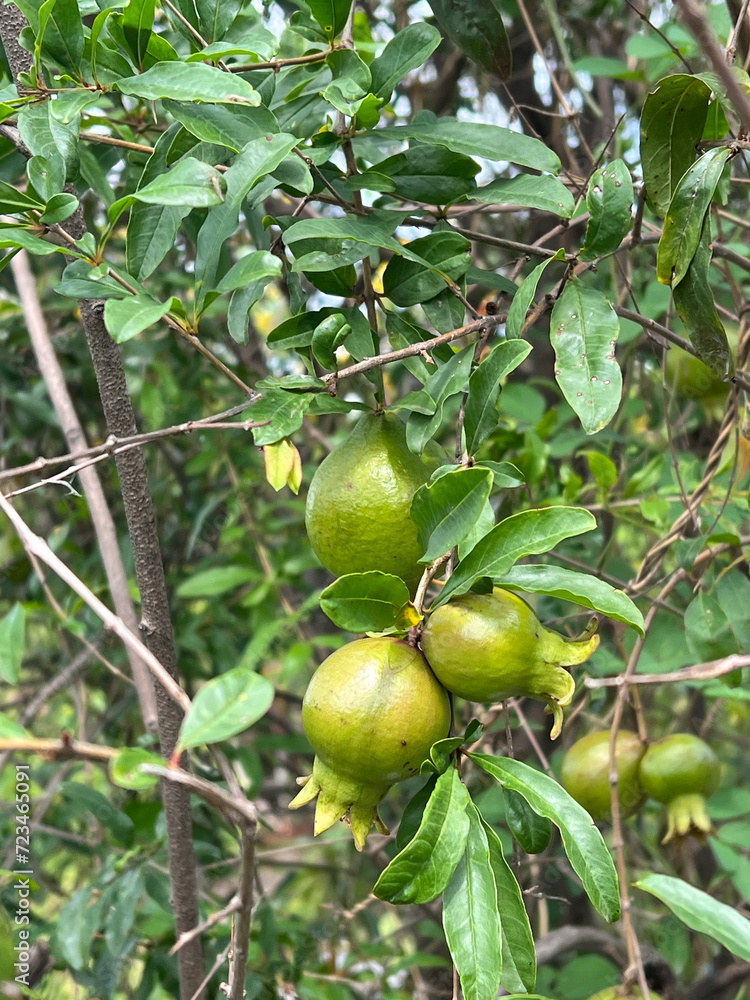 ripe green Pomegranate fruits of a tree on a branch