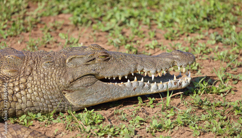 Nilkrokodil / Nile crocodile / Crocodylus niloticus..