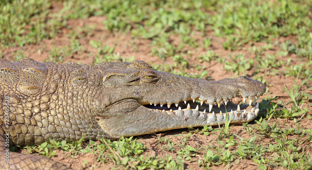 Obraz premium Nilkrokodil / Nile crocodile / Crocodylus niloticus..