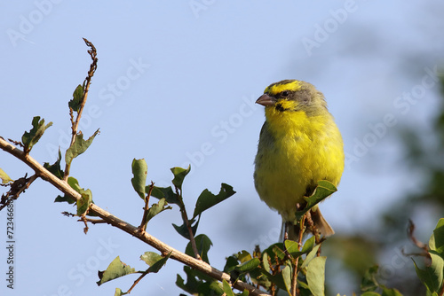 Mosambikgirlitz / Yellow-fronted canary / Crithagra mozambica © Ludwig
