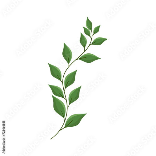 Vector hand drawn branch with leaves isolated on white background