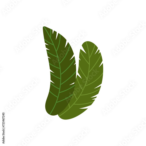 vector monochromatic tropical leaves on white