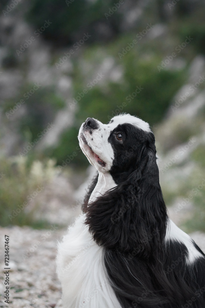An American Cocker Spaniel dog enjoys the outdoors. Fluffy and black and white, it looks up with joy