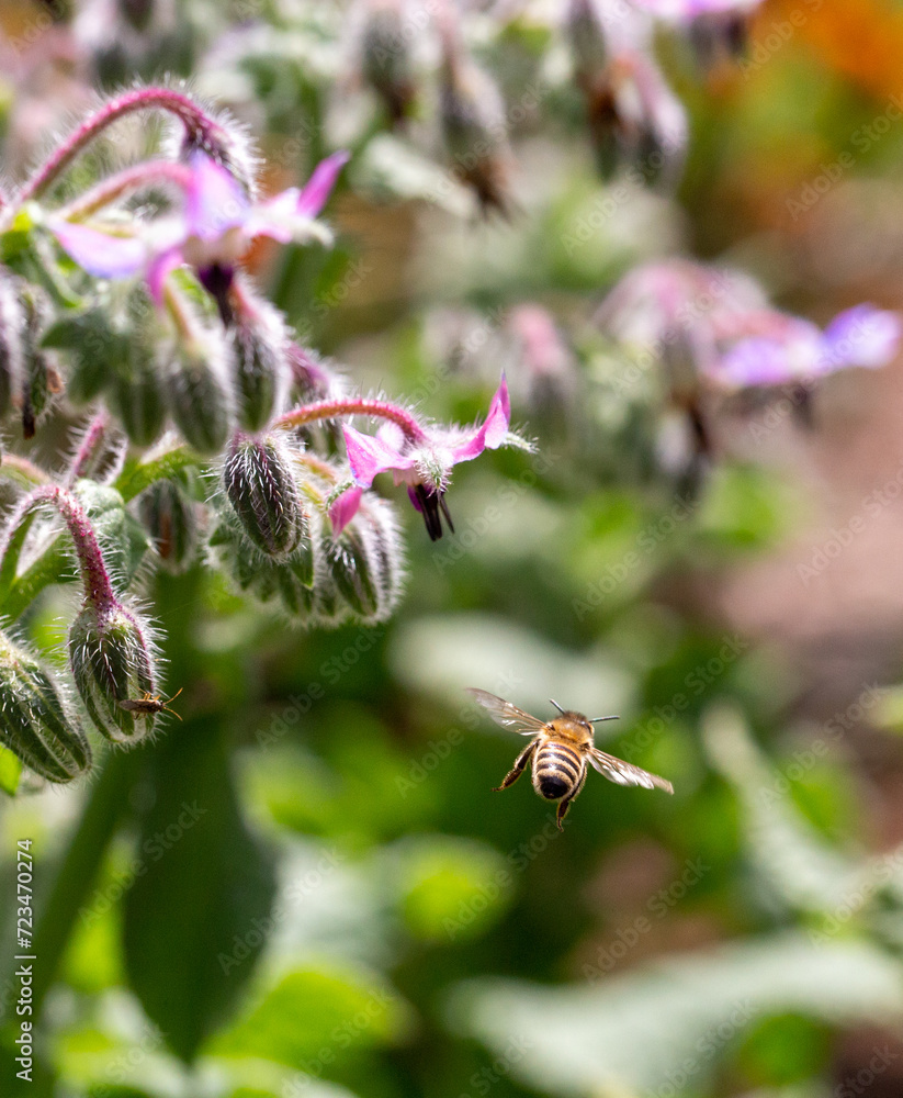 Bee In Flight Heading Toward Borage Flowers For A Sip of Nectar In The Flower Garden Bee In Flight Heading Toward Borage Flowers For A Sip of Nectar In The Flower Garden