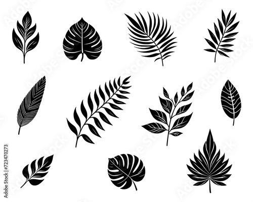 Exotic plants leaves set – Collection of tropical leaves isolated on transparent background