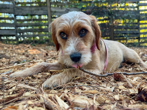 Small, young, female, terrier beagle mix dog lying on wood chips and chewing a stick while looking off in the distance