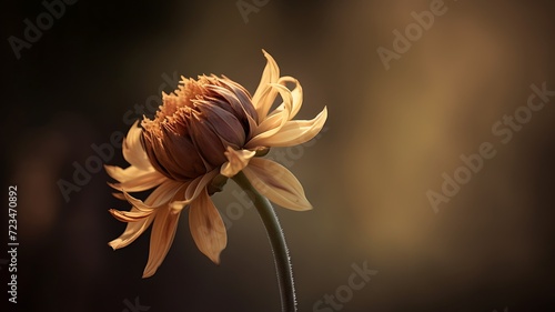Beleza singular de uma flor na solidão, sua silhueta definida contra um fundo em tons de sépia photo