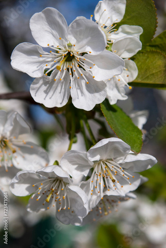 delicate cherry flowers among green leaves