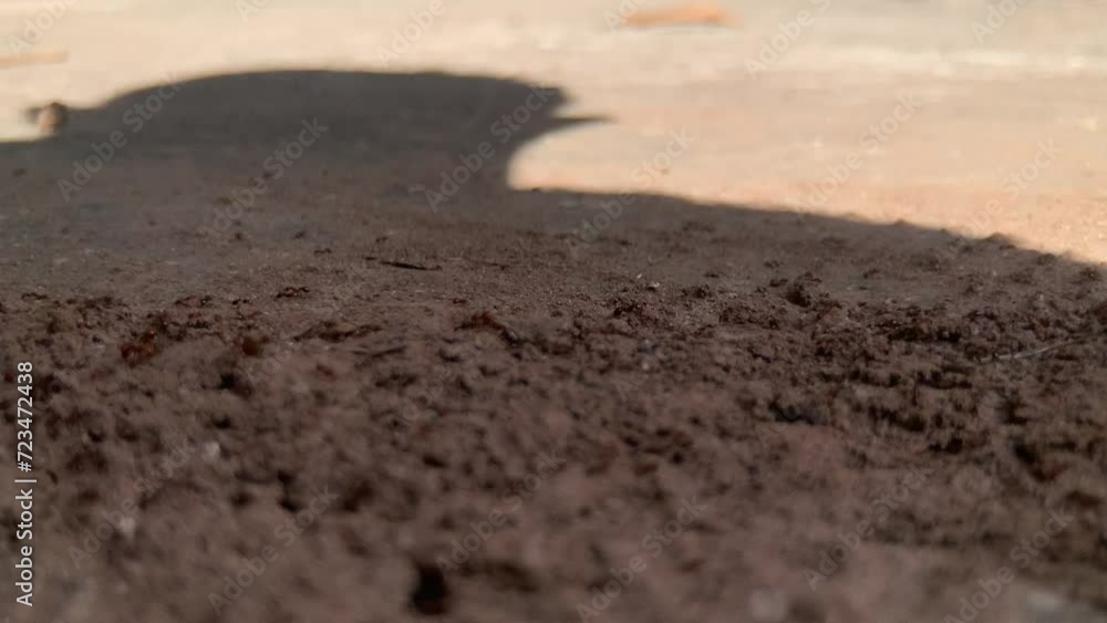 Ant colony constructing their nests. Ant colony constructing their nests.