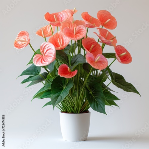 photo of anthurium with white background