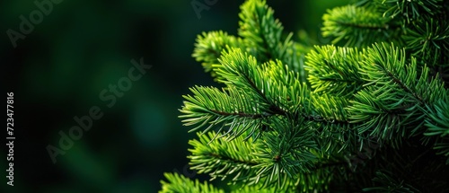 Bright green pine needles set against dark background photo