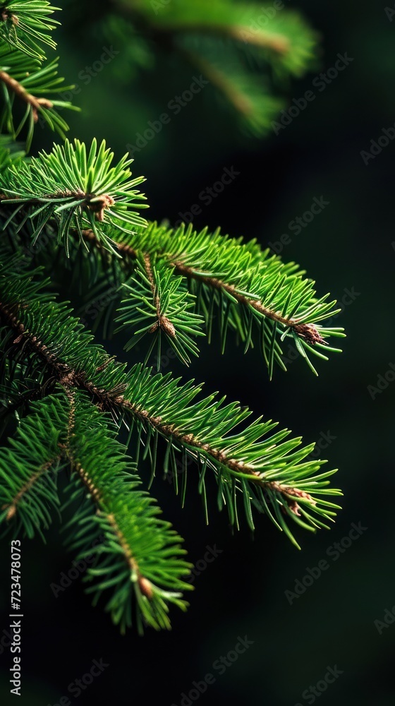 Bright green pine needles set against dark background Bright green pine needles set against dark background