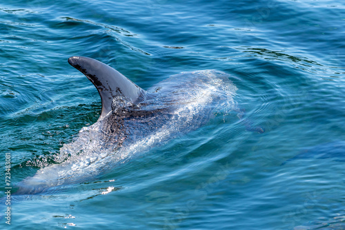 A closeup of a small wild dolphin swimming in the cold Atlantic Ocean. The young mammal has a grey and blue color and thick smooth skin with round markings. The porpoise has a snout, fin, and fluke.  photo