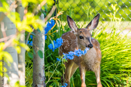 Baby White-tailed Deer Fawn animal wildlife close up portrait. Cute spotted baby deer eating flowers