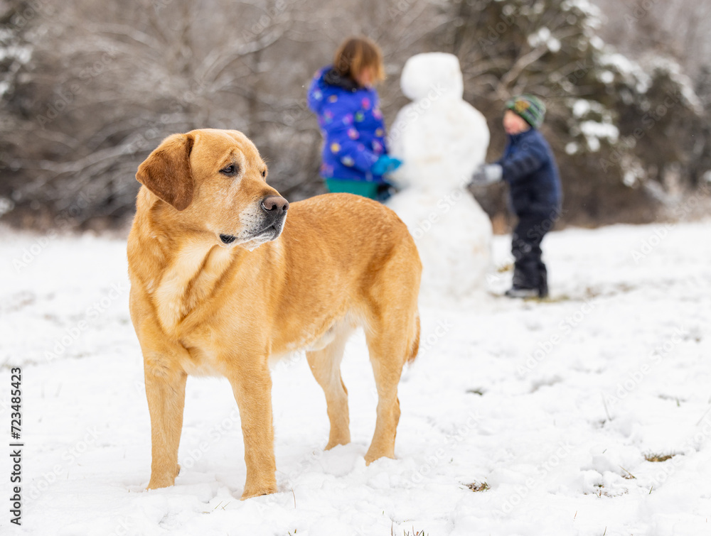 Yellow lab enjoying the snow with his family.