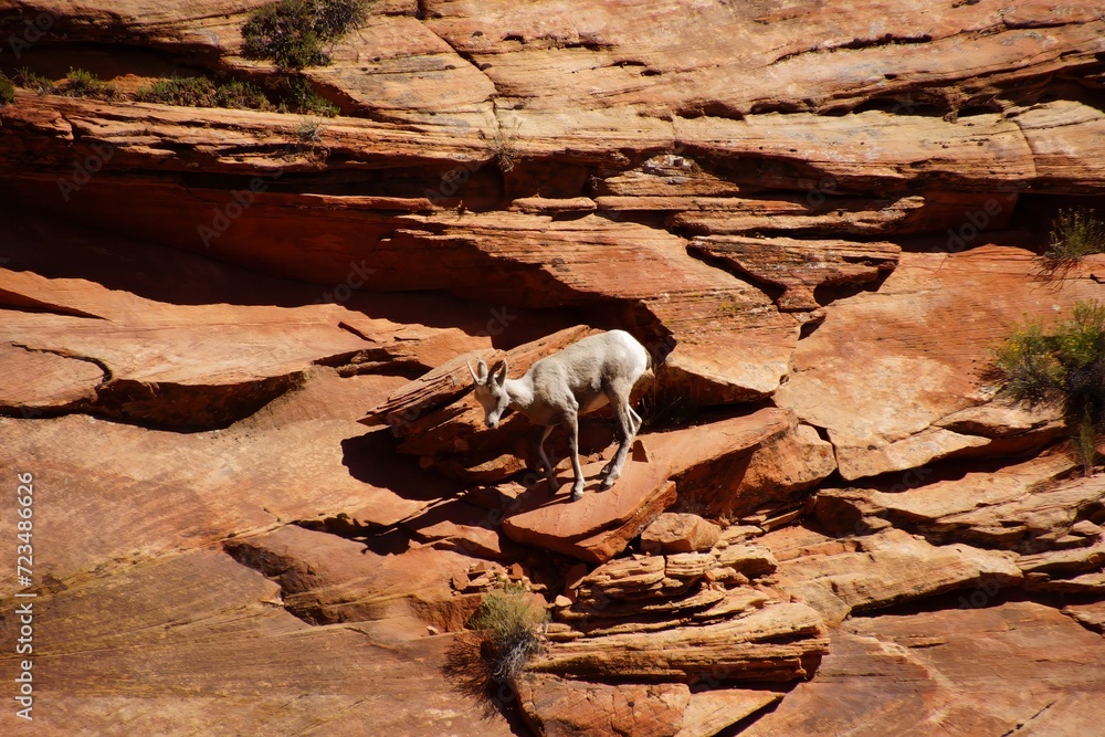 Fototapeta premium Rocky Mountain sheep ( Ovis canadensis ) climbing