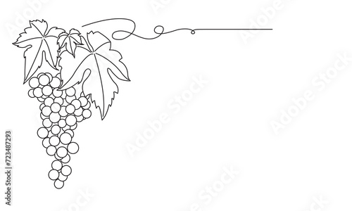 Bunches of grapes. Vine. Vector line drawing on white or transparent background. Grapevine