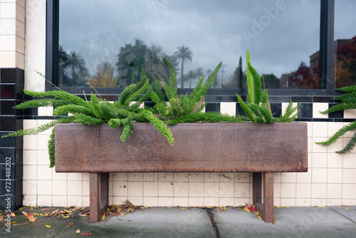 An old rusted metal planter with an unusual plant growing out of it in front of a retro style building.