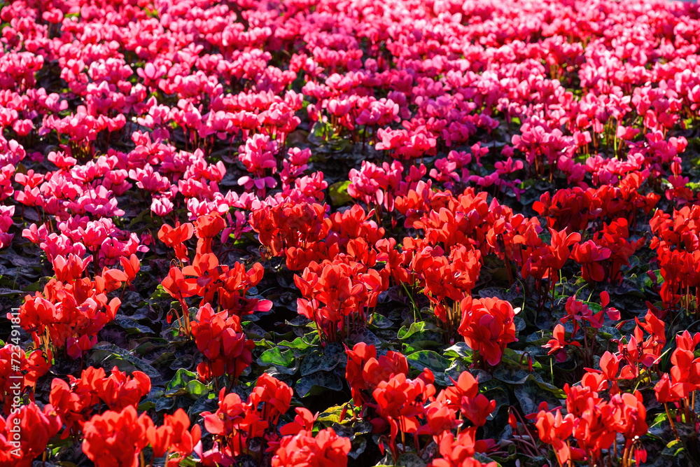 Cyclamen flower bloom in the garden