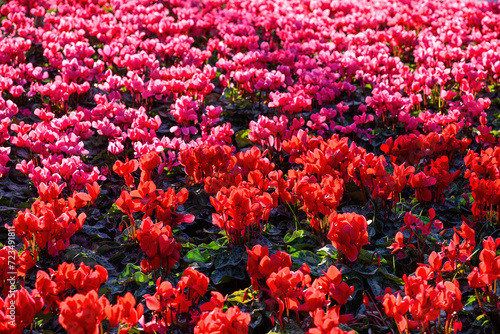 Cyclamen flower bloom in the garden