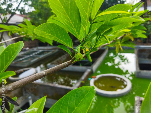 The small fruit of Annona squamosa is green, the young leaves are also green, and the color of the flowers is slightly yellowish photo
