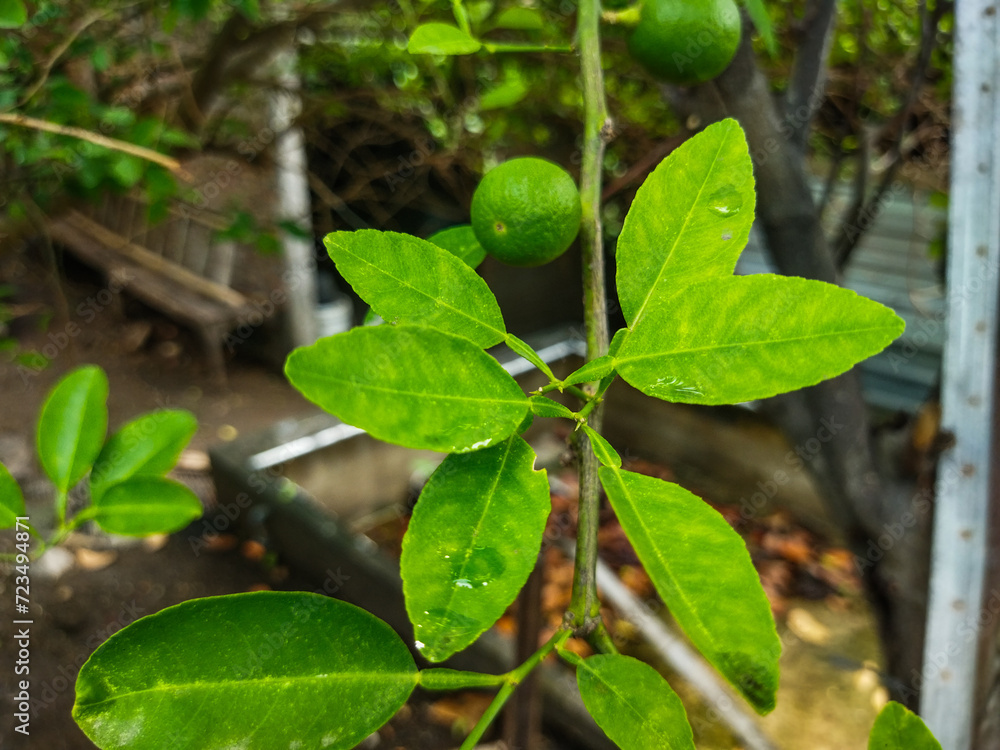 Citrus fruit is round and green, the leaves are also green Citrus fruit is round and green, the leaves are also green