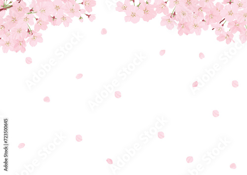 桜の背景素材　白バック