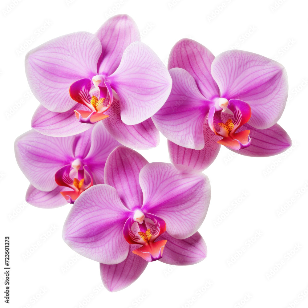 purple orchid blossom, violet orchid flower isolated on a transparent background purple orchid blossom, violet orchid flower isolated on a transparent background
