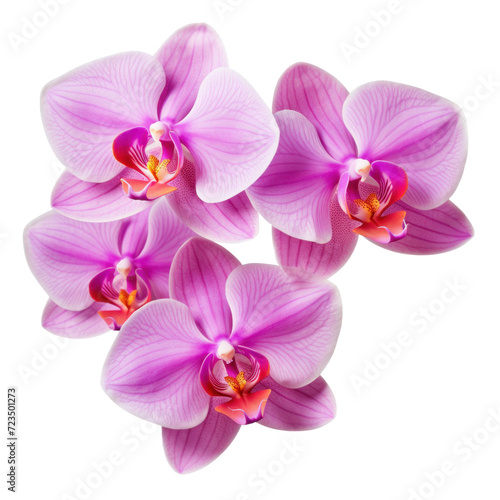 purple orchid blossom  violet orchid flower isolated on a transparent background