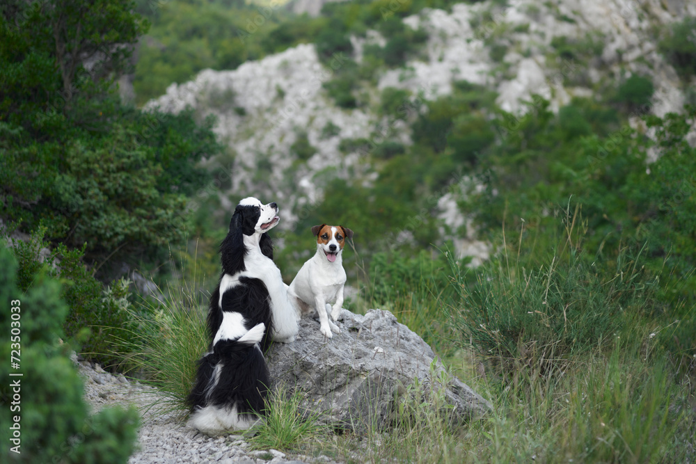 Two dogs share a moment on a rocky outcrop. Cocker Spaniel and a Jack Russell Terrier exhibit companionship in the wild