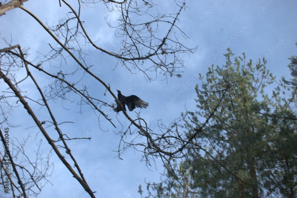 tree, nature, sky, bird, branch, trees, spring, blue, winter, birds, forest, branches, black, animal, crow, plant, wood, white, silhouette tree, nature, sky, bird, branch, trees, spring, blue, winter, birds, forest, branches, black, animal, crow, plant, wood, white, silhouette