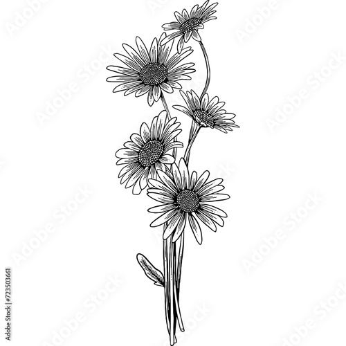 Hand drawn Chamomile Flowers Sketch Illustration