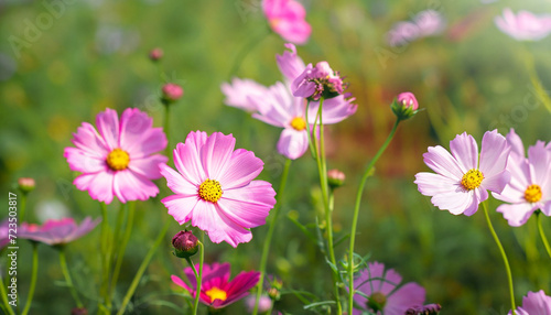 Cosmos flowers beautiful in the garden with a soft focus concept