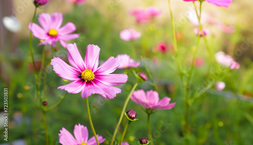 Cosmos flowers beautiful in the garden with a soft focus concept