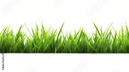 A green grass Fresh on a white isolated transparent background.